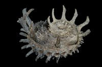 藏品(帝王棘冠螺)的圖片